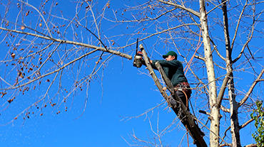 Caídas de altura durante la poda de árboles | leccionesRRLL